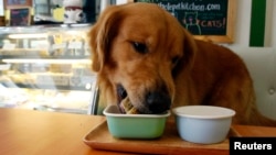 FILE - A Labrador retriever named Jack dines at a pet restaurant in San Juan, Manila, Philippines, Sept. 6, 2014.