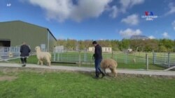 Շոտլանդիայում ալպակաները մարդկանց հետ շփվում են տեսազանգի միջոցով