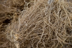 Vetiver roots, used to produce an essential oil used in fine perfumes, at the Frager's factory in Les Cayes, Haiti.