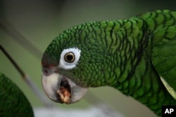 In this Nov. 6, 2018 photo, a Puerto Rican parrot eats inside one of the flight cages in the Iguaca Aviary at El Yunque, Puerto Rico. (AP Photo/Carlos Giusti)