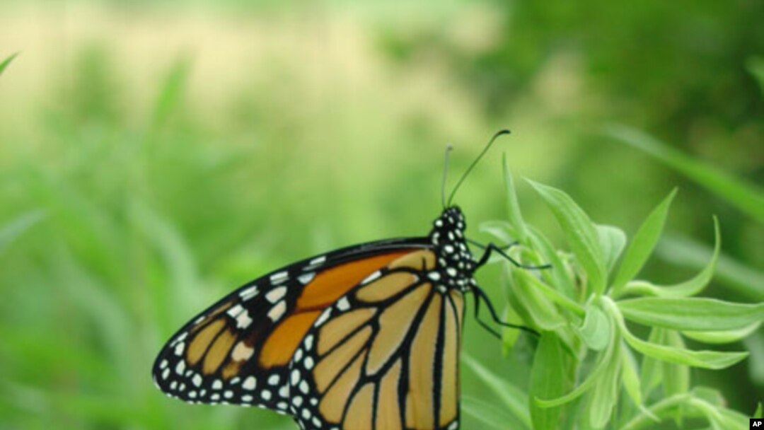 More Than 1,000 Butterflies Descend on Town Center at Boca Raton - Boca  Raton's Most Reliable News Source