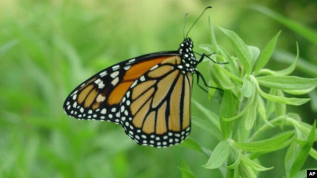 La compañía agrícola Monsanto donó parte de los fondos para la recuperación del hábitat de las mariposas monarca.