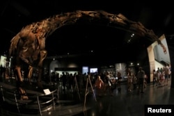 Meet The New Heavyweight Champion Of Dinosaurs: Patagotitan