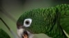 Dalam foto yang diambil 6 November 2018 ini, seekor burung nuri Puerto Rico tampak sedang makan di dalam salah satu kandang penerbangan di Iguaca Aviary di El Yunque, Puerto Rico. (Foto: AP / Carlos Giusti)