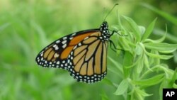 La compañía agrícola Monsanto donó parte de los fondos para la recuperación del hábitat de las mariposas monarca.