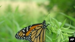 Scientists believe antennas are critical to the navigation of the Monarch butterfly.