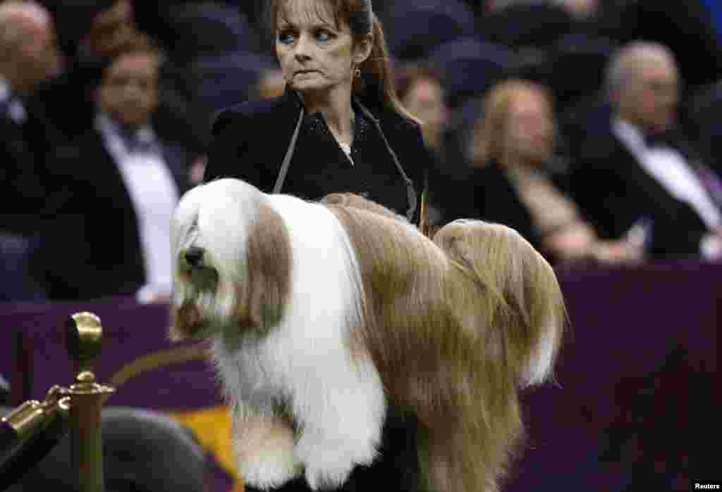 A Tibetan Terrier is carried by a handler to be judged during competition in the Non-Sporting Group at the 137th Westminster Kennel Club Dog Show at Madison Square Garden in New York, February 11, 2013. 