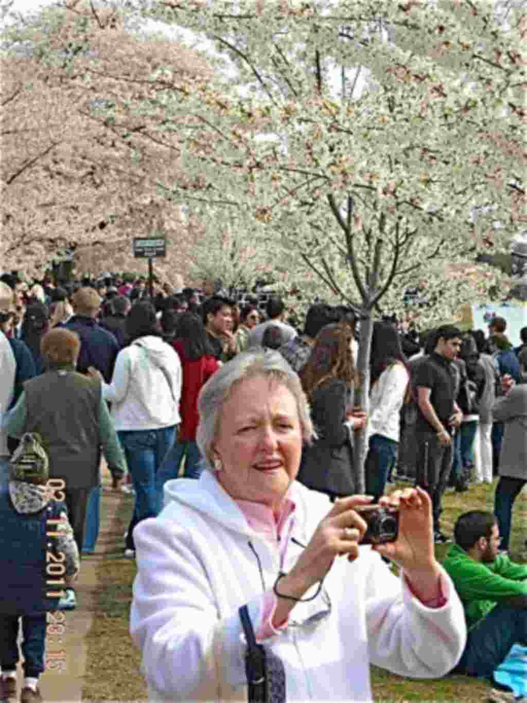 فستیوال شکوفه های گیلاس در واشنگتن ۲۰۱۱