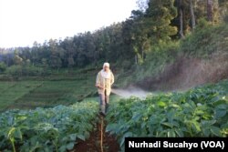 Seorang Petani di Dataran Tinggi Dieng Menyemprot Tanaman Kentang (foto: VOA/Nurhadi Sucahyo)