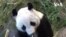 飼養成本高 芬蘭將大熊貓歸還中國  香港熊貓經濟反應不一
