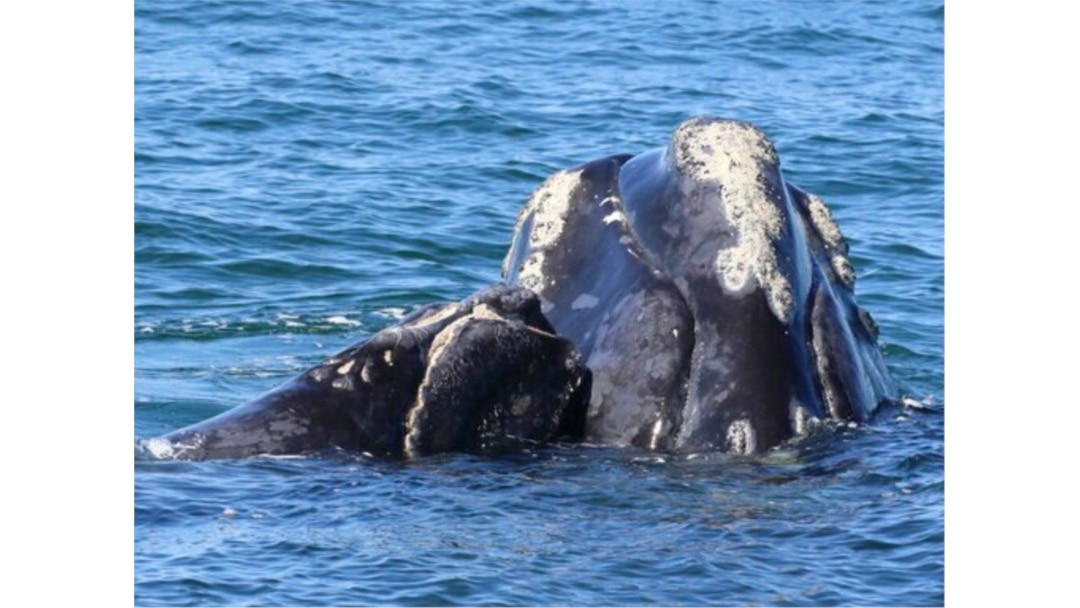 North Atlantic Right Whale Calf Stranded Dead in Florida