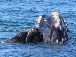 FILE - This Georgia Department of Natural Resources photo shows a North Atlantic right whale mother and calf in waters near Cumberland Island, Ga., March 11, 2021.