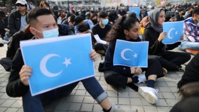 salqin shirali mushuklar