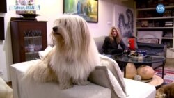 İran’da Evcil Hayvanların Yasaklanmasını İçeren Yasa Tasarısı