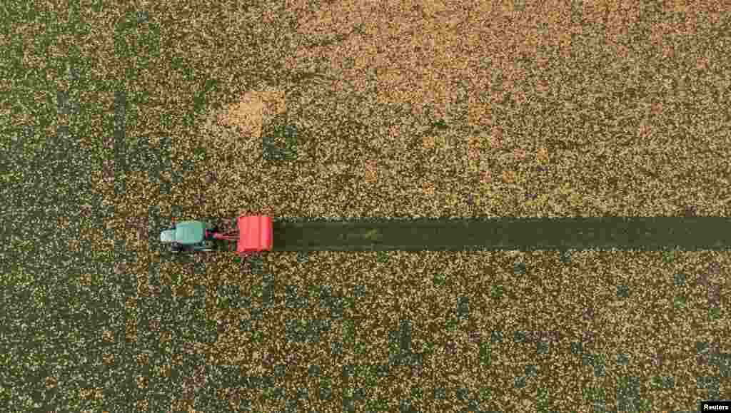 A tractor pulls a sweeping machine to remove foliage from a lawn in a public park in Zurich, Switzerland.