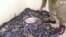 Iraqi Kurd Passionately Raises Snakes and Uses Their Skin for Remedies