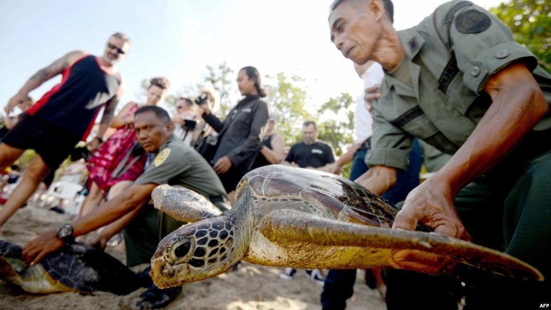 Para petugas Balai Konservasi Sumber Daya Alam Bali melepaskan penyu-penyu hijau ke laut di Pantai Kuta, Bali, 27 Maret 2019. (Foto: AFP)