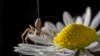 A ballooning spider. Researchers from England think spiders might be sensing and using electrostatic fields to become airborne. (Photo: Michael Hutchinson)