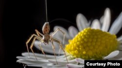 A ballooning spider. Researchers from England think spiders might be sensing and using electrostatic fields to become airborne. (Photo: Michael Hutchinson)