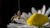 FILE - A spider is seen on a flower. New research published in PLOS Biology found that adult spiders seem to forget how to behave with each other after being alone too long, which causes them to become aggressive. 