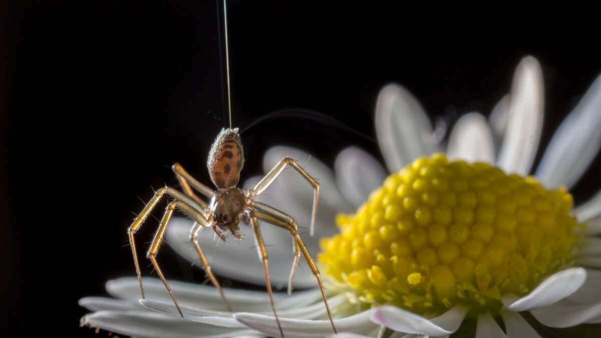 Study Finds Even Spiders Get Grumpy When They're Alone Too Long