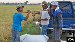 Hasil panen padi menurun drastis akibat kemarau panjang di Indonesia (foto: VOA/ R. Teja Wulan). 