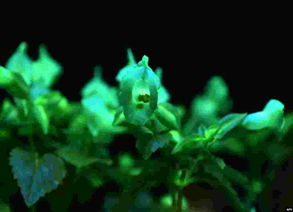 Daun dan bunga torenia berwarna hijau akibat sinar lampu warna biru pada pameran &#39;Cahaya&#39; di Museum Sains di Tokyo. 