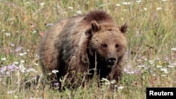 FILE - A grizzly bear walks in a meadow in Yellowstone National Park, Wyoming, August 12, 2011.