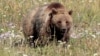 หมีกริซลี่อาจเสี่ยงใกล้สูญพันธ์ุอีกครั้งหลังทางการสหรัฐฯเตรียมยกเลิกสถานภาพสัตว์สงวน