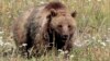 Demandan a EE.UU. por autorizar matanza de osos 