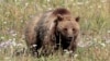 FILE - A grizzly bear walks in a meadow in Yellowstone National Park, Wyoming.