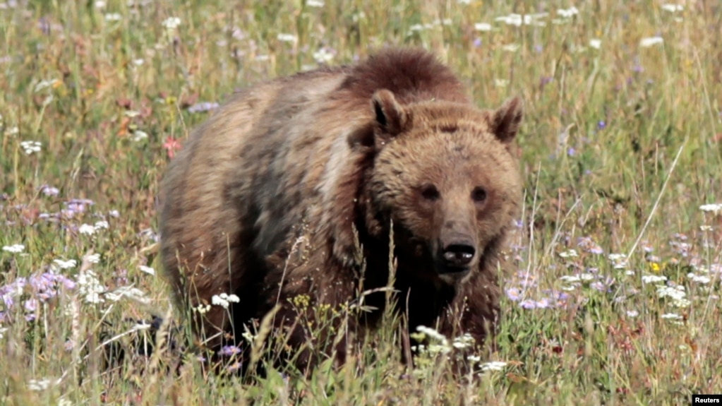 FILE - A grizzly bear walks in a meadow in Yellowstone National Park, Wyoming, Aug. 12, 2011.