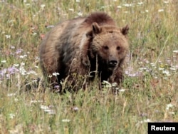 FILE - A grizzly bear walks in a meadow in Yellowstone National Park, Wyoming, August 12, 2011.