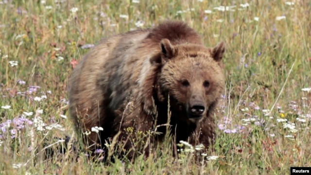 Una osa grizzly presuntamente mató a un senderista en el Parque Nacional Yellowstone.