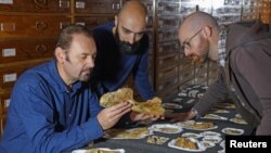 El paleontólogo Cristiano Dal Sasso (izquierda) y los coautores Simone Maganusco y Andrea Cau (derecha) examinan los huesos del dinosaurio jurásico Saltriovenator en el Museo de Historia Natural de Milán, Italia, el 18 de diciembre de 2018.