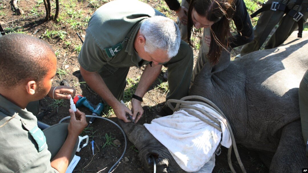 Petugas Taman Nasional Kruger di Afrika Selatan mengambil sampel kulit dan darah badak sebelum dipasangi 'microchip' dan diamankan ke tempat lain.