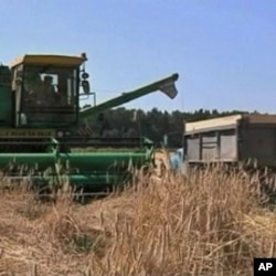 Wildfires destroyed one-third of Russia's wheat harvest last summer, cutting off Russian wheat exports, which caused prices to shoot up.