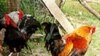 بھارت: برڈ فلو کا خطرہ، مرغیاں تلف کرنے کا حکم