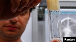 A scientist displays Aedes aegypti mosquitoes inside the International Atomic Energy Agency's insect pest control laboratory in Seibersdorf, Austria, Feb. 10, 2016.