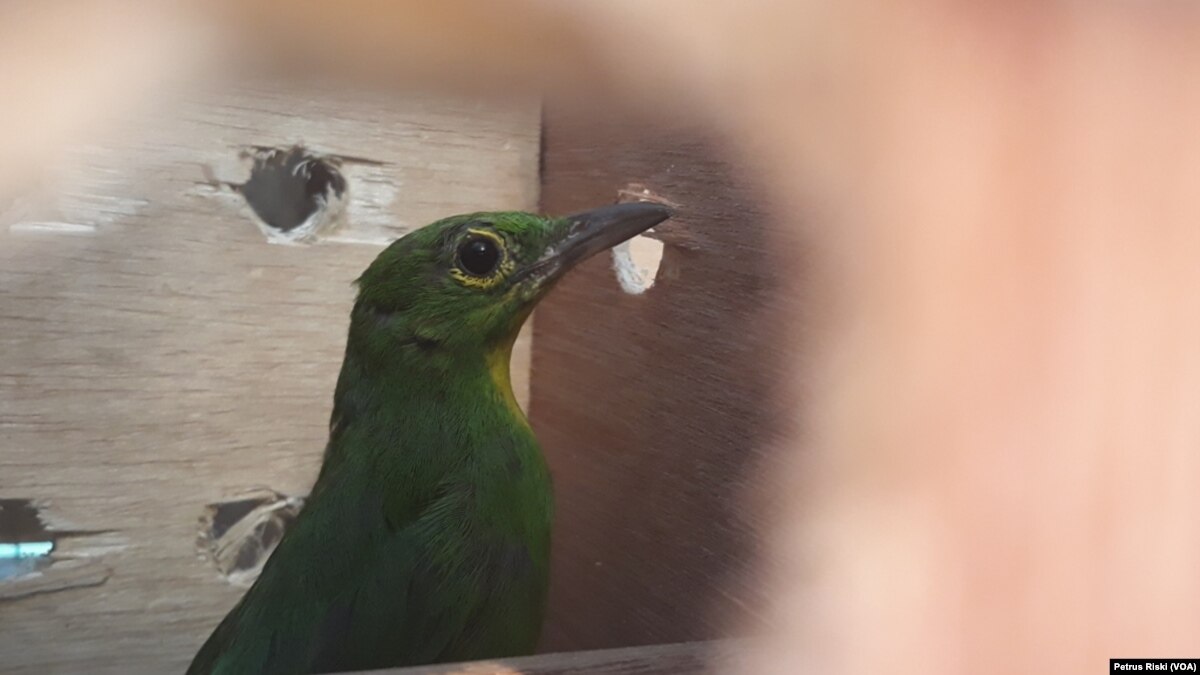 Permen Lhk 92 Tahun 2018 Diprotes Pegiat Konservasi Burung