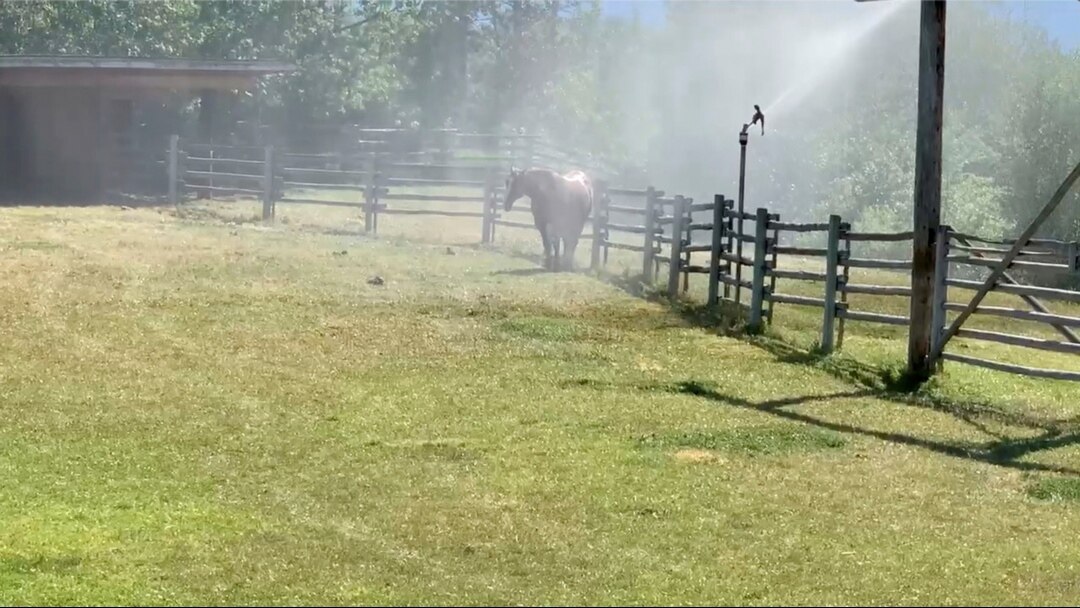 Alat penyiram menyemprotkan air untuk mendinginkan suhu di tengah gelombang panas yang melanda Kelowna, British Columbia, Kanada, 27 Juni 2021. (Foto: videograb/ TWITTER @CANADIANBYLUCK via REUTERS)