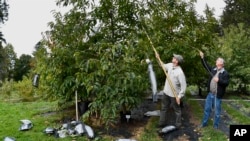 Andy Newhouse, left, and William Powell harvest genetically modified chestnut samples at the State University of New York's College of Environmental Science & Forestry's Lafayette Road Experiment Station in Syracuse, N.Y., Monday, Sept. 30, 2019.