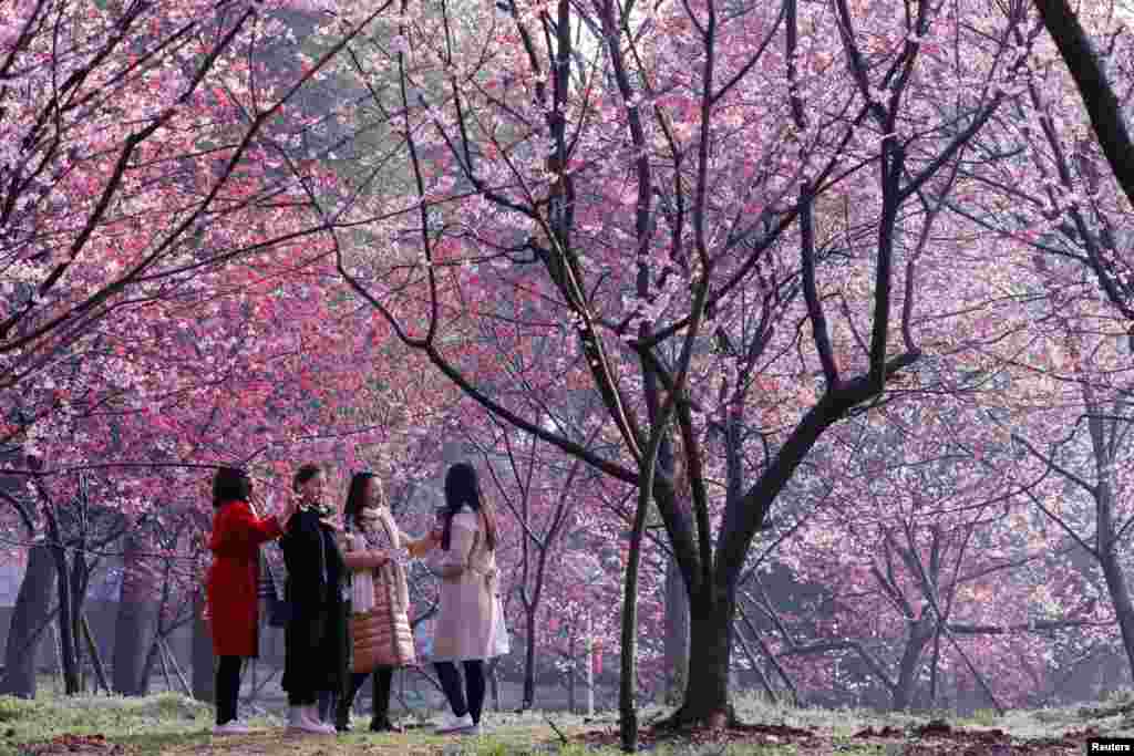 پارک شکوفه های گیلاس در چین