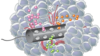 Placed in the tumor, the device releases microdoses of different drugs, each affecting nearby cancer cells. (Drawing by Eric Smith, courtesy Langer Lab - MIT)