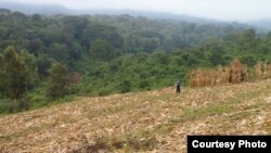 Conversion of forests to agricultural use create habitats for small rats that carry disease such as plague. (Photo by Douglas McCauley)