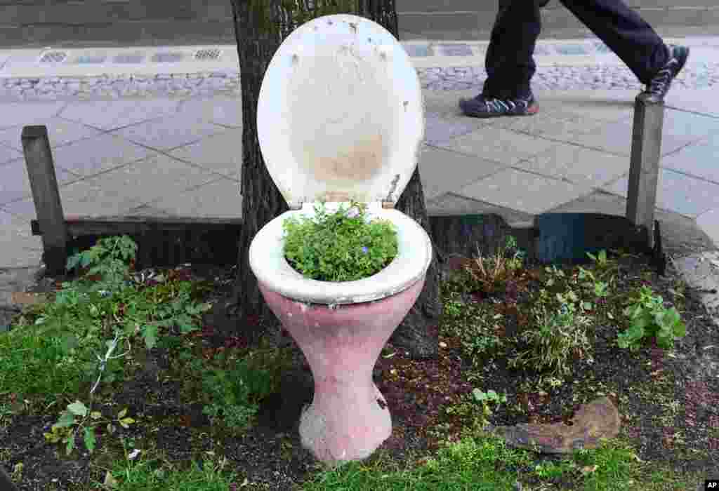 A toilet bowl with plants growing in it, sits on the sidewalk on Lenaustrasse in Berlin, Germany.