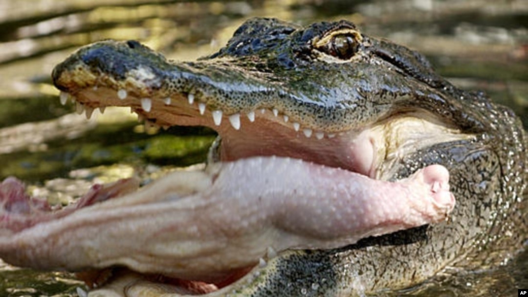 Buaya-buaya yang diternakkan Mark Glass di kota Camilla, negara bagian Georgia, menyantap makanan berprotein tinggi dan ayam yang mati dari peternakan ayam (foto: dok). 