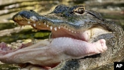 Buaya-buaya yang diternakkan Mark Glass di kota Camilla, negara bagian Georgia, menyantap makanan berprotein tinggi dan ayam yang mati dari peternakan ayam (foto: dok). 