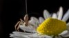 FILE - A spider is seen on a flower. New research published in PLOS Biology found that adult spiders seem to forget how to behave with each other after being alone too long, which causes them to become aggressive. 