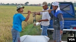 Petani beras di Jawa Barat. (VOA/R. Teja Wulan)